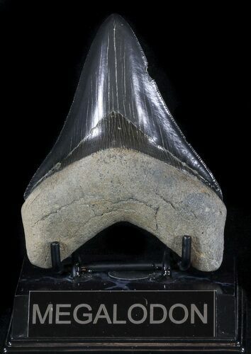 Serrated, Fossil Megalodon Tooth - Georgia #56355
